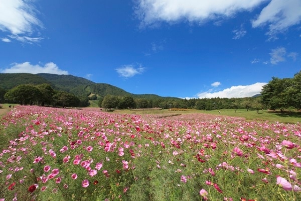 Bênçãos do Kurohime Highland rico em natureza! Lembranças recomendadas da cidade de Shinano, prefeitura de Nagano