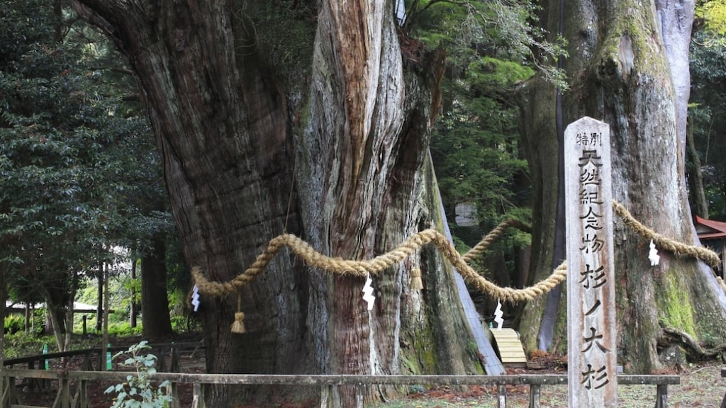 [Préfecture de Kochi, ville d'Otoyo] Un point de puissance lié à Hibari Misora! Le charme de Sugi No Osugi