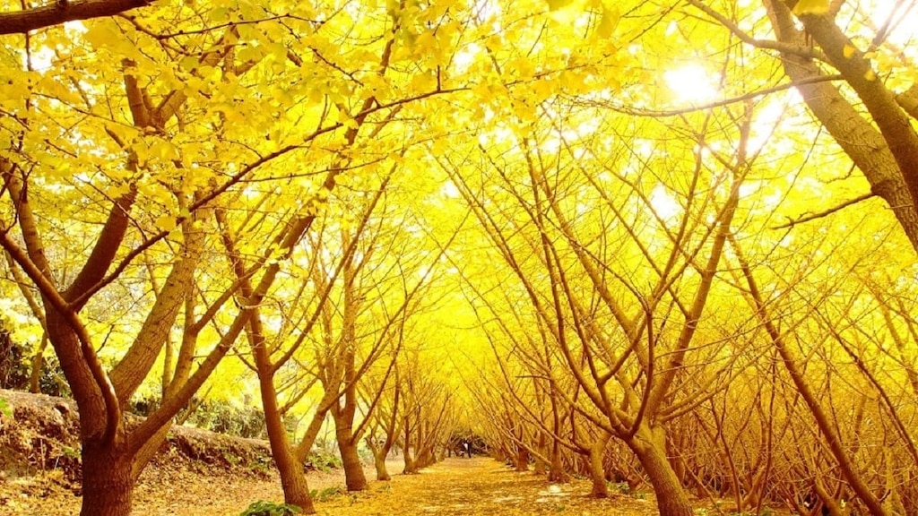 Top 10 touristes dans la péninsule de ōsumi! Un voyage pour visiter le site de lancement de la cascade et de la fusée «Segodon»