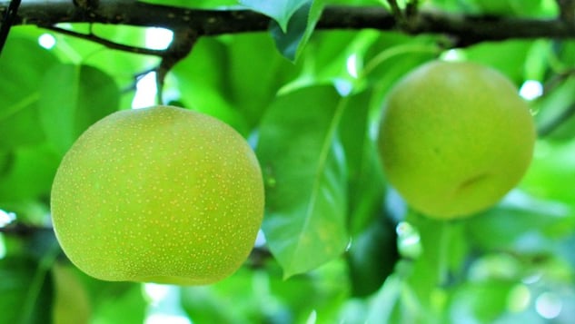 Se você for, este é o lugar! 8 pontos de experiência populares em Tottori que todos vão invejar