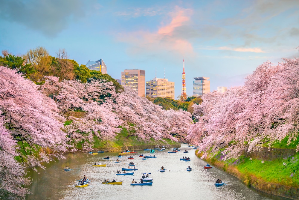 Les festivals populaires de la fleur de cerisier sont annulés au Japon pour ce printemps