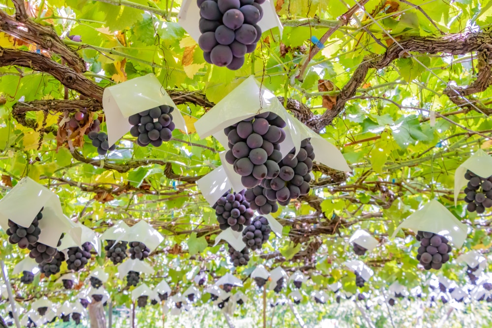 Choses à faire à Yamanashi: pays viticole japonais