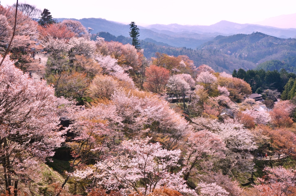 Les meilleurs endroits pour voir des cerisiers en fleurs au Japon