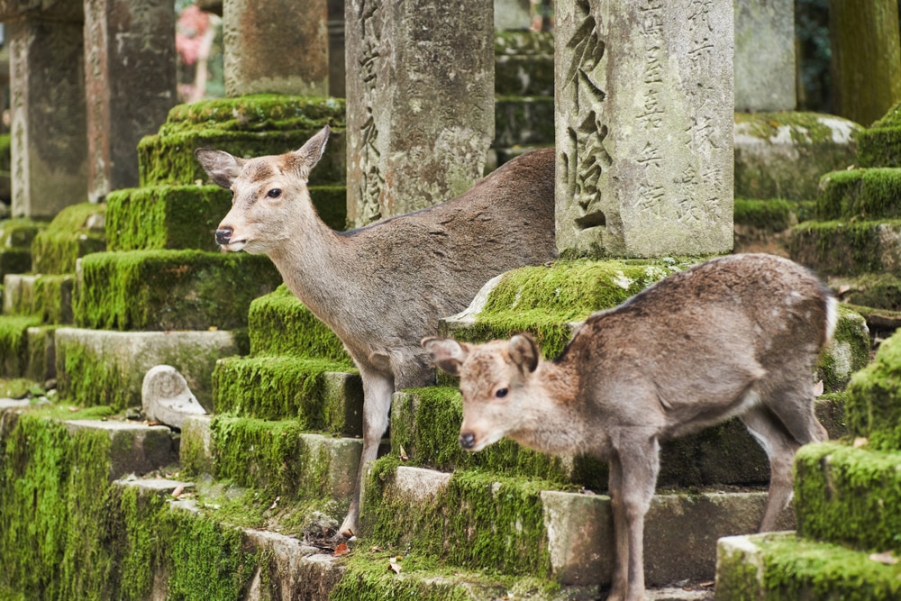 Top 10 des choses à faire à Nara à l'extérieur du parc Nara