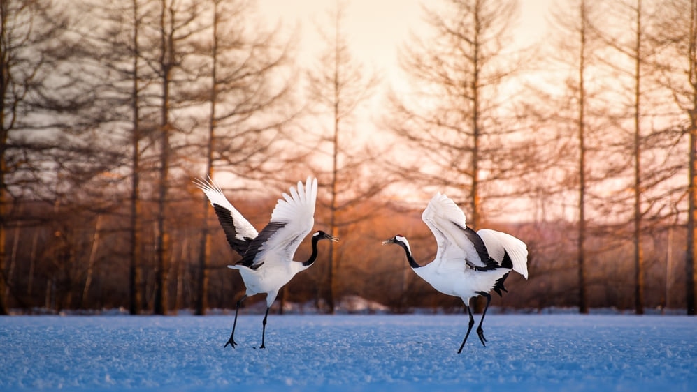 15 punti turistici consigliati a Kushiro! Informazioni turistiche per la più grande città dell'Eastern Hokkaido