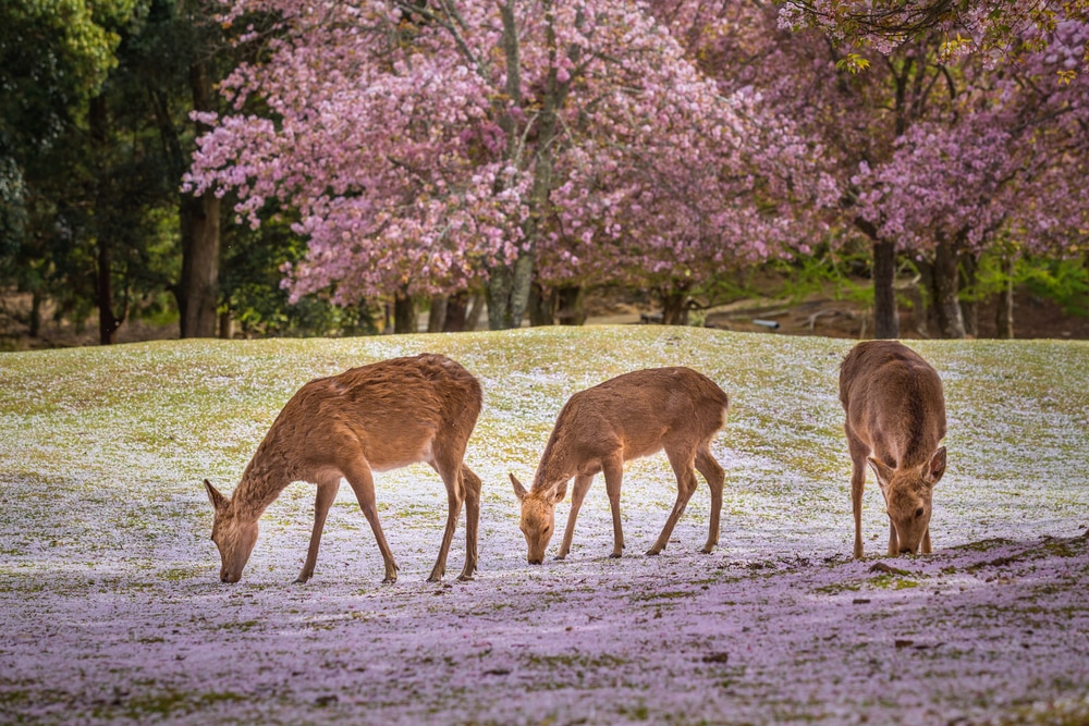 Luoghi da visitare in Giappone per gli amanti degli animali