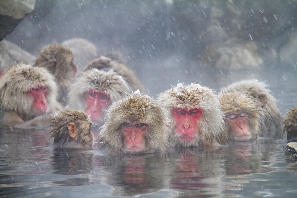 Comment voir les singes de neige de baignade de printemps chaud au Japon