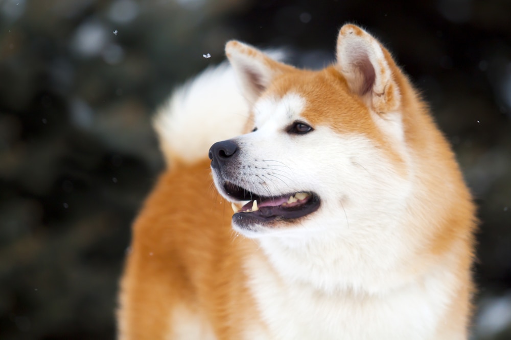 Les 10 meilleures choses à faire à Akita, le lieu de naissance de Hachiko
