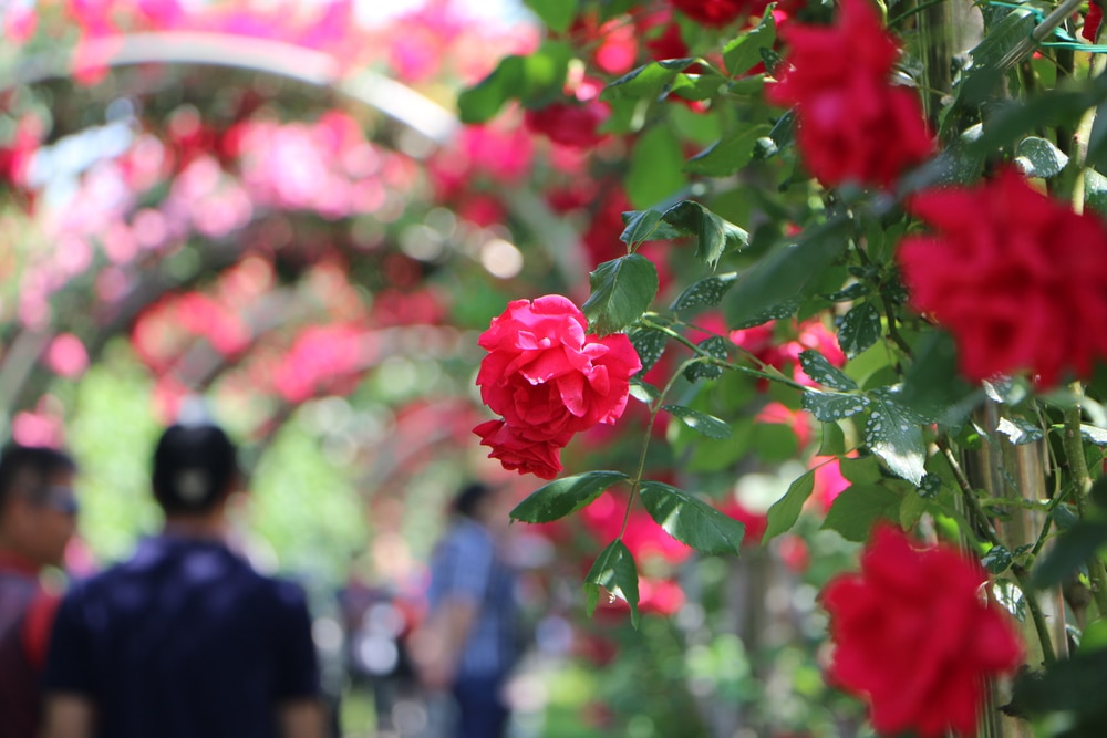 Les meilleures choses à faire à Portland, Oregon