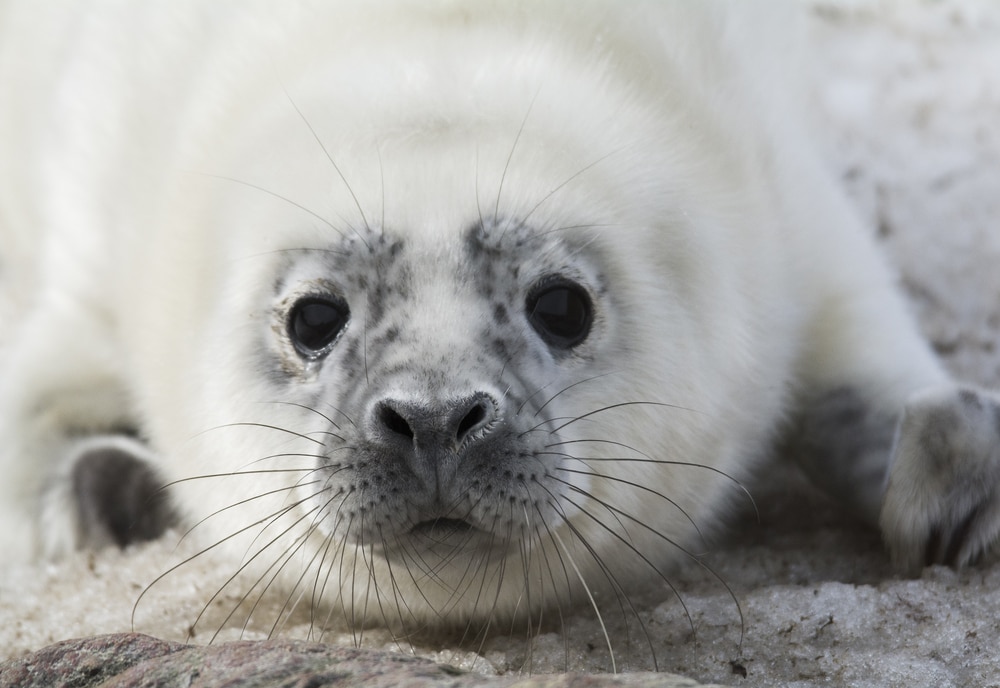 Os 7 melhores destinos de turismo da natureza na Estônia