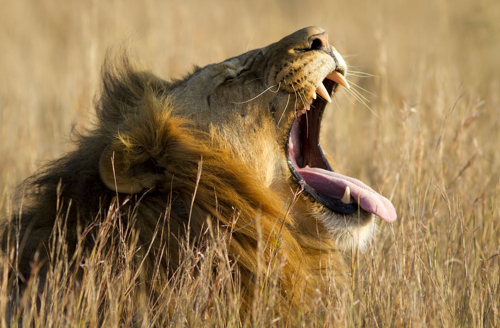 Expériences uniques que vous devez vivre en Afrique du Sud