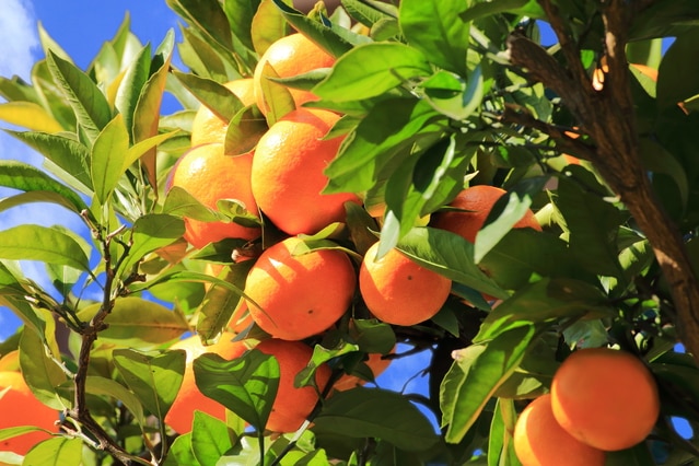 6 points expérientiels recommandés dans la préfecture d'Aichi! Pleinement satisfaisant même lors d'une excursion d'une journée ♪