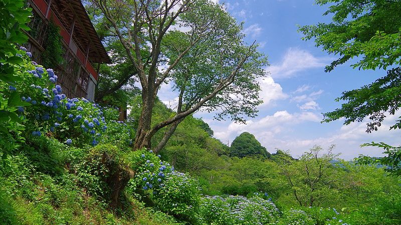 6 endroits panoramiques à couper le souffle à Nara: une terre pleine de beauté de la nature aimée depuis l'ancien Japon