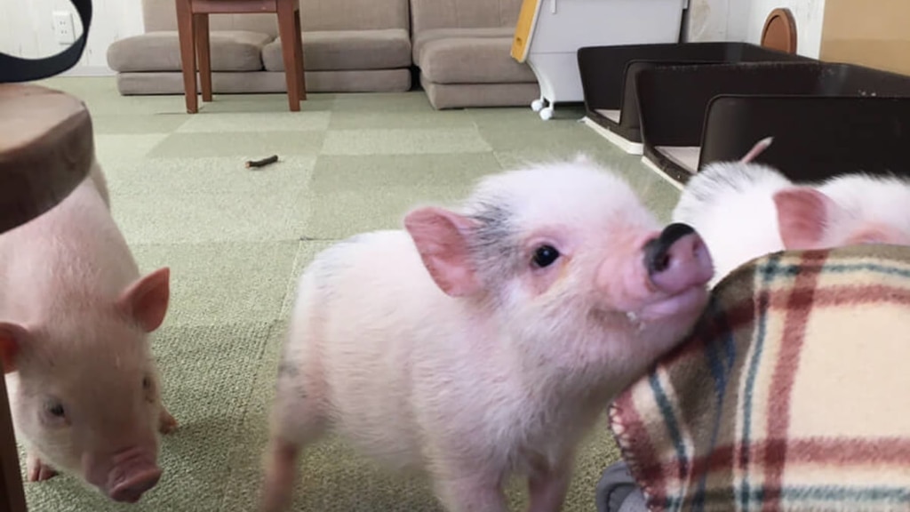 [Meguro / Harajuku / Osaka] Le premier du Japon! Interagir avec les micro-cochons au «Mipig Cafe» 🐷💕