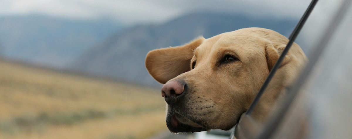 Viajar como nómada digital con su mascota: una guía práctica