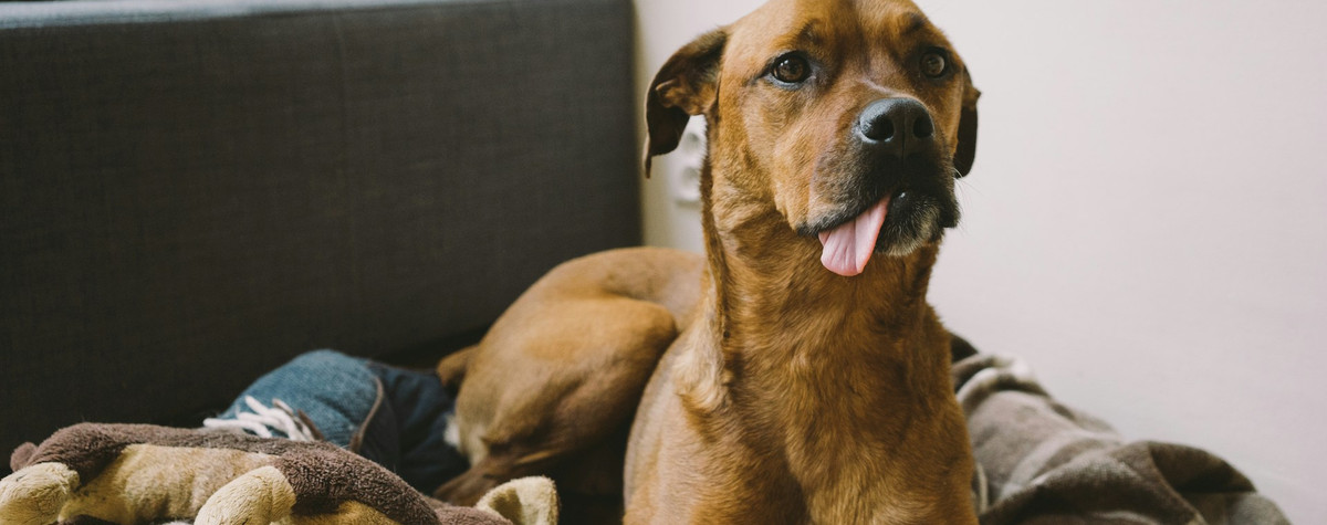 Consejos para establecer la mejor póliza de mascotas de propietario