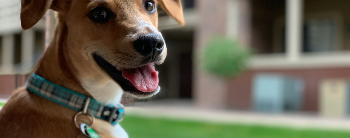 Guide ultime des vacances aux animaux de compagnie au Portugal: Top Tips et 5 villes incroyables à explorer