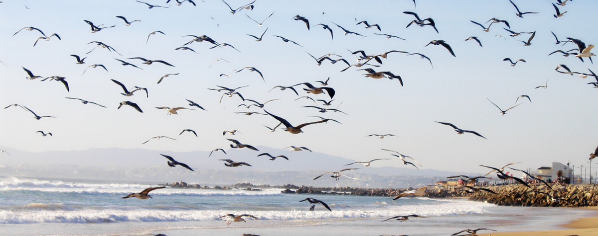 Costa Da Caparica Guide per Nomadi digitali