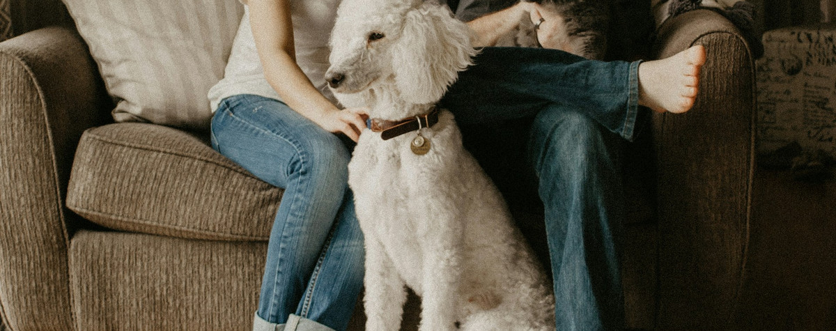 Conseils pour persuader votre propriétaire de vous laisser garder un animal de compagnie dans votre appartement