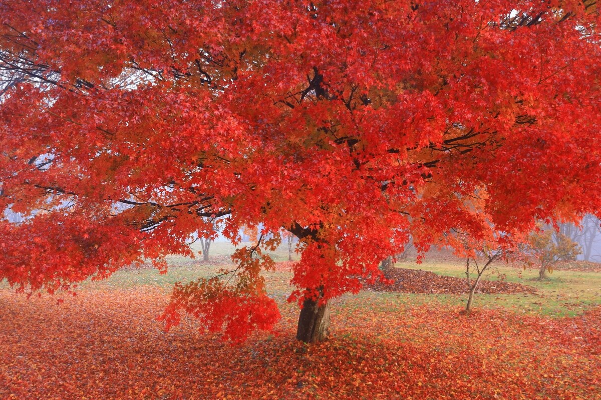 6 lugares turísticos imprescindibles en Kitakami, prefectura de Iwate