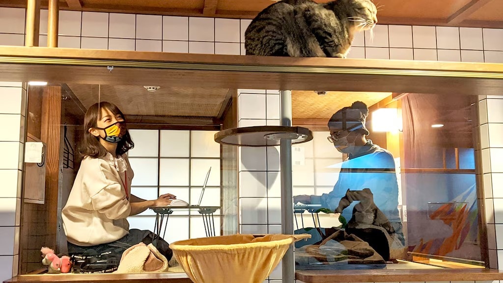 Téle-télétravail avec des chats! Le «Nekohatago Work» est né