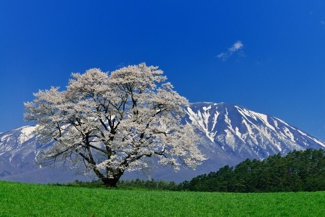 Allons à Koiwai lors de la visite de Shizukiuissi! 5 endroits touristiques recommandés où vous pouvez profiter des activités agricoles