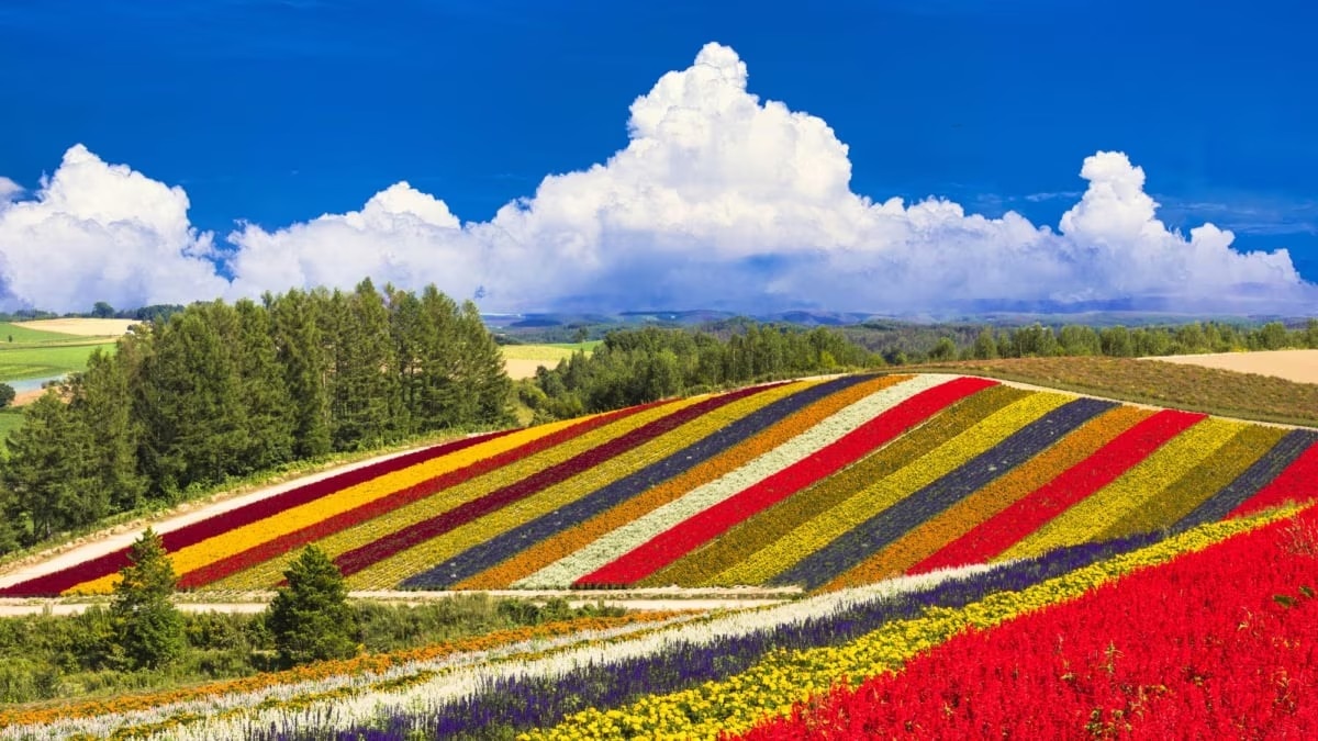 Biei [Jardín de flores panorámico Shikisai no oka]