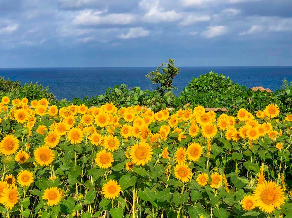 [2021 Edición] 15 campos de girasol en Japón para visitar este verano!