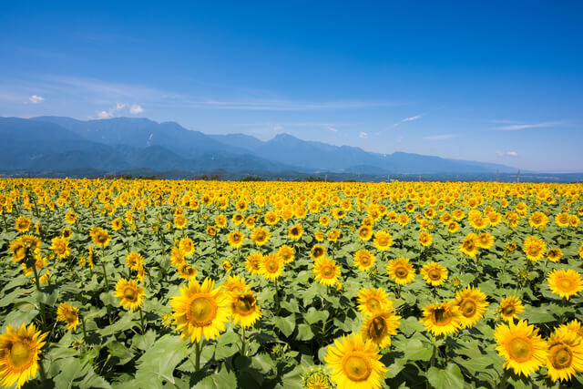 Profitez de la nature, de l'art et des points de vente! 10 spots touristiques à visiter à Hokuto, Yatsugatake
