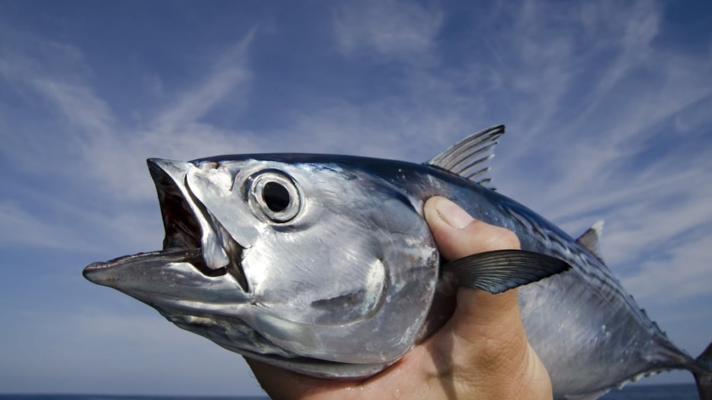 Wharf de pêcheur Shirahama 