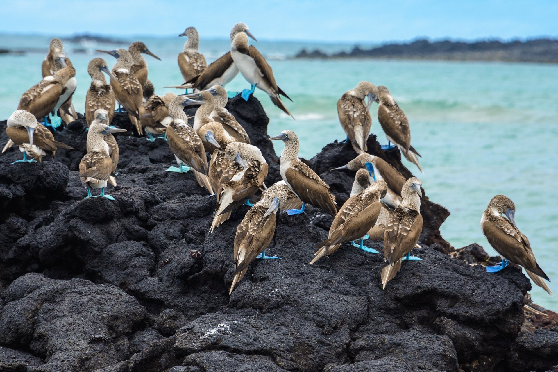 27 animali straordinari da vedere nelle Isole Galapagos