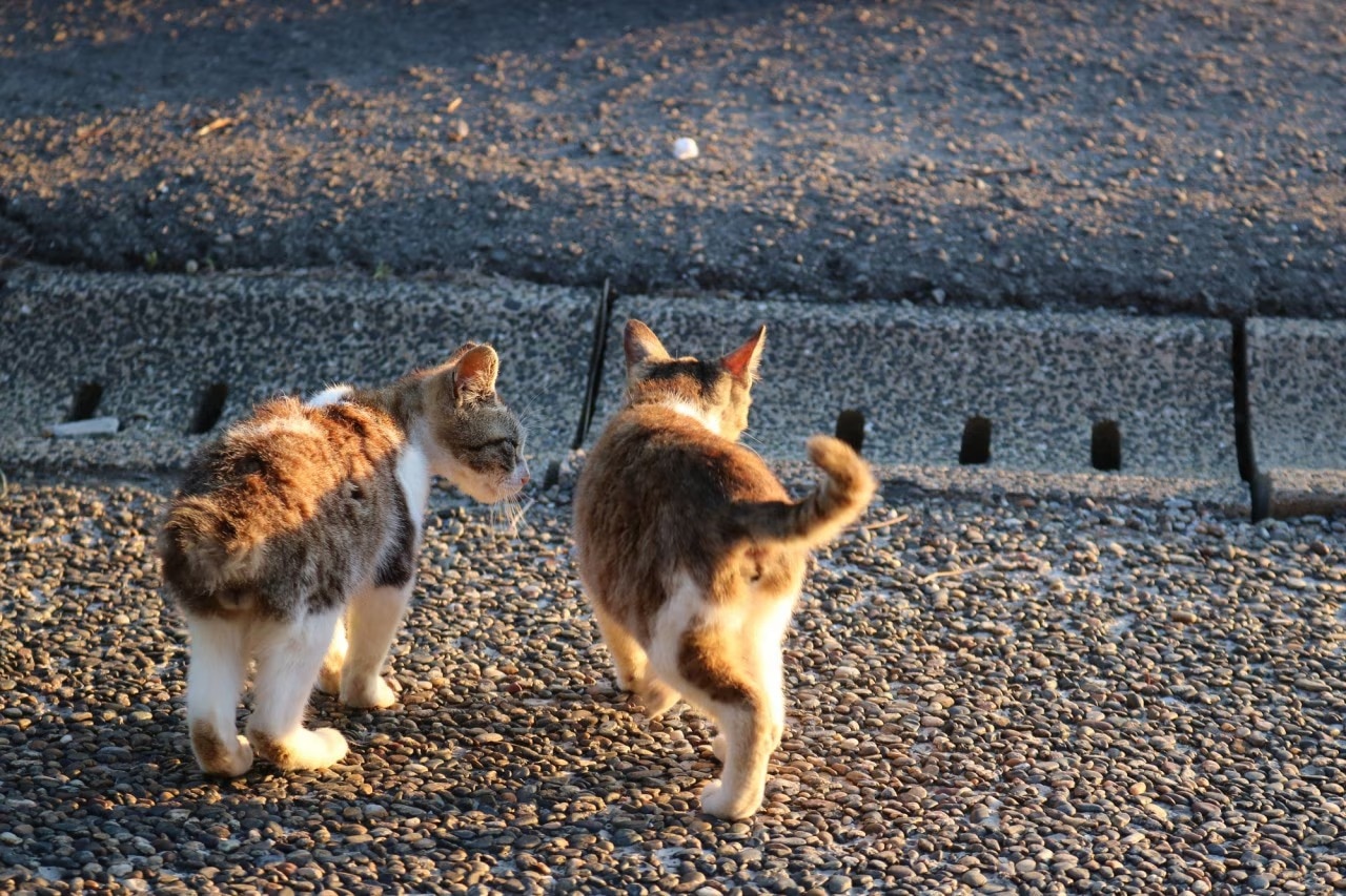 Le «Sanctuaire de chat à queue tordu de Nagasaki est un endroit sacré pour les amoureux des chats 😺 Un point de chat caché!