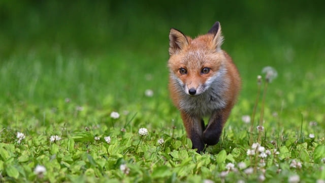 Patrimônio Mundial Península Shiretoko! 11 animais selvagens que vivem na grande natureza icônica do Japão