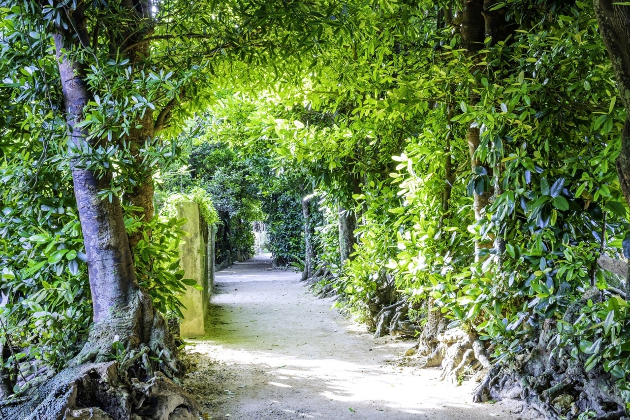 Promenez-vous sur le chemin bordé d'arbre à Fukugi d'Okinawa! Un endroit impressionnant vous accueillant avec 20 000 arbres Fukugi