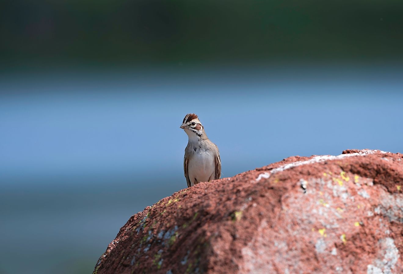 5 animales en peligro de extinción que luchan por la supervivencia en Ohio