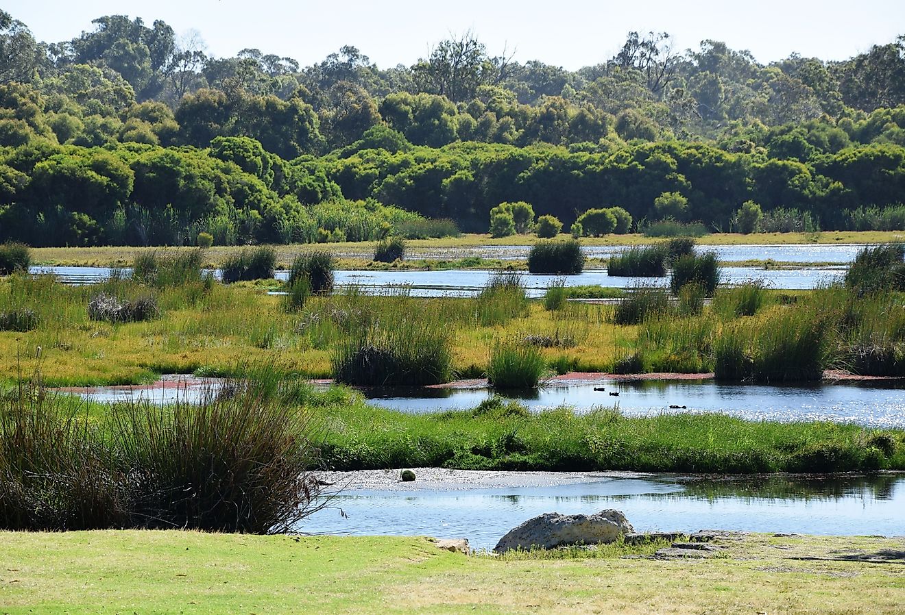 5 A maioria dos corpos de água cheios de cobras na Austrália Ocidental