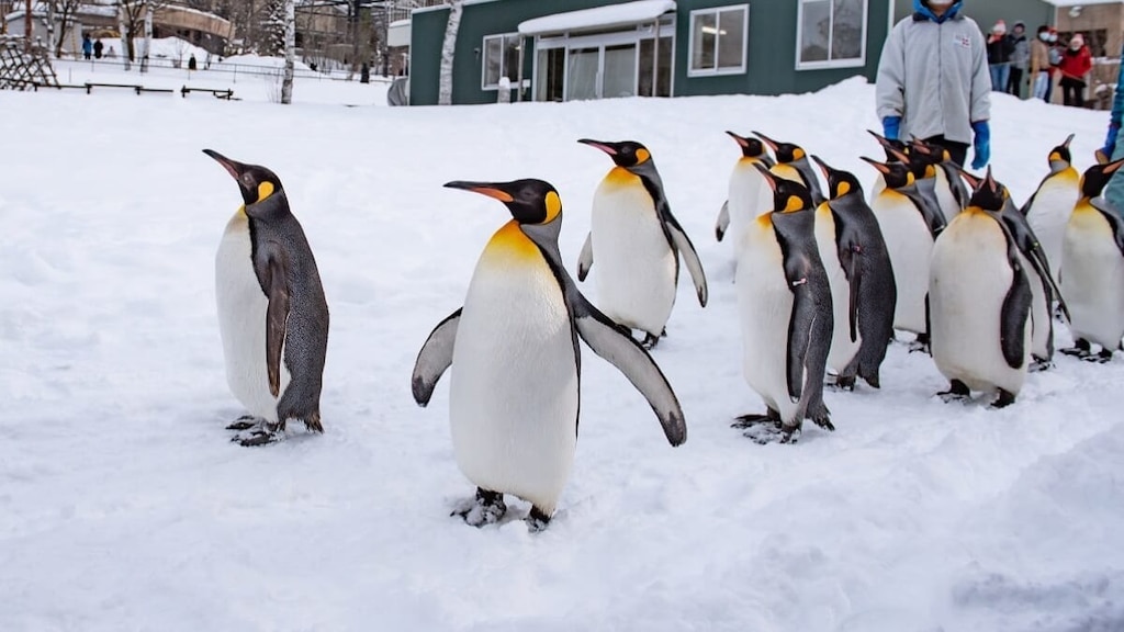 ¡Diversión para toda la familia! ¡4 lugares turísticos cuidadosamente seleccionados en Asahikawa, Hokkaido!