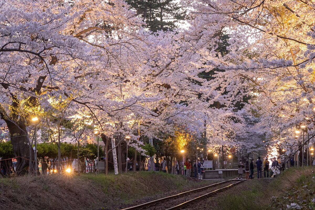 ¡7 lugares turísticos recomendados en Goshogawara! ¡Pasee por la ciudad donde creció Osamu Dazai!