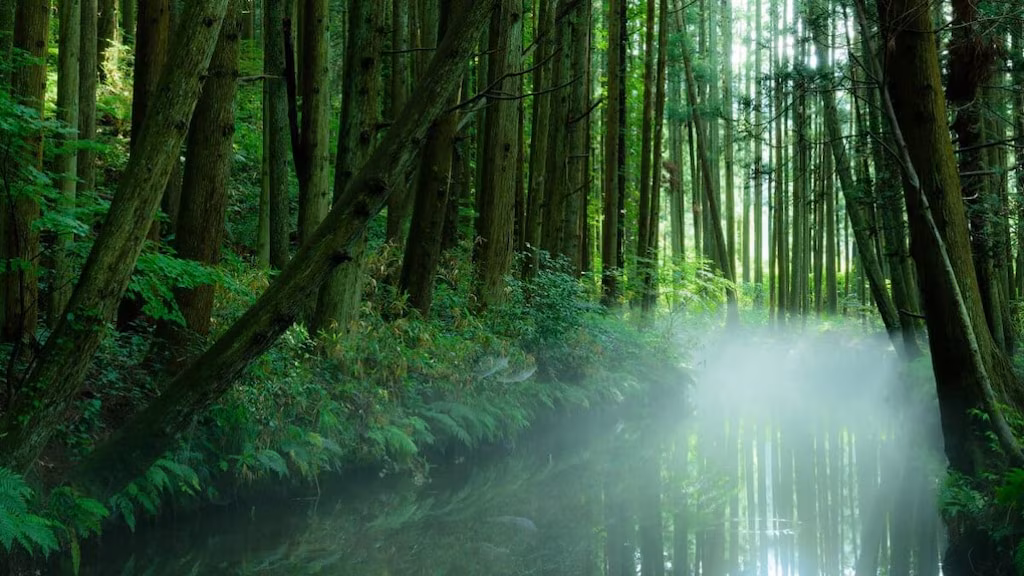 Top 5 des sites touristiques recommandés dans la ville de Shōnai, préfecture de Yamagata 