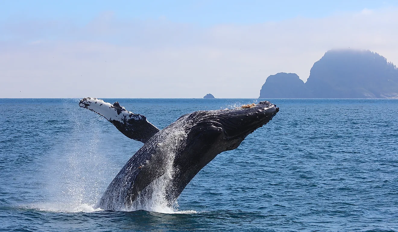 Parc national de Kenai Fjords, glaciers de Tidewater et lunettes à bosse