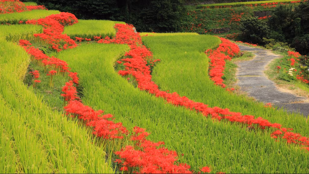 Un voyage pour guérir l'âme de nature riche. 8 spots touristiques à Ogi City