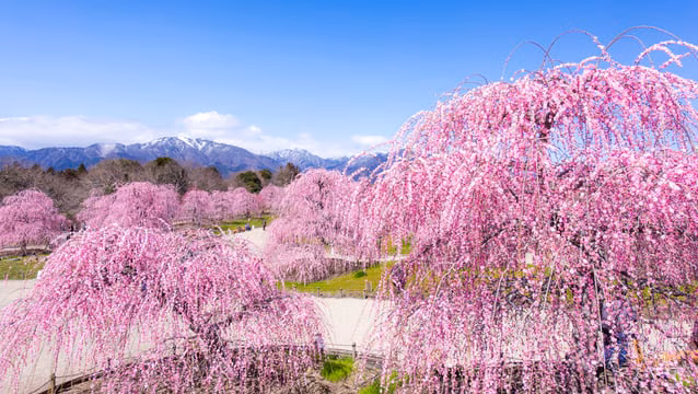 9 Attractions touristiques incontournables à Suzuka 