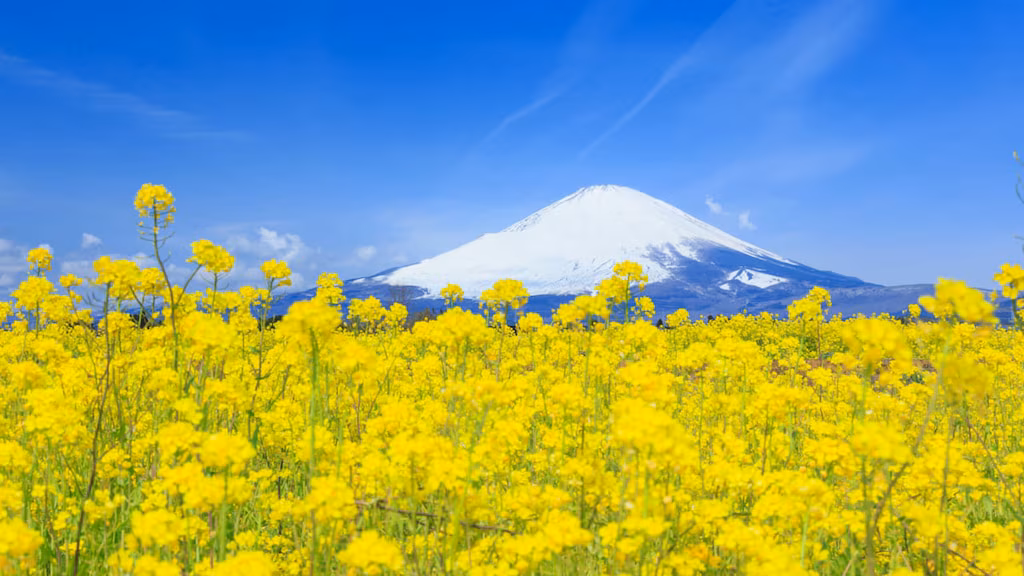 Vous pouvez voir le mont Fuji partout où vous allez ! Sites touristiques recommandés dans la ville de Gotemba, au pied du célèbre pic