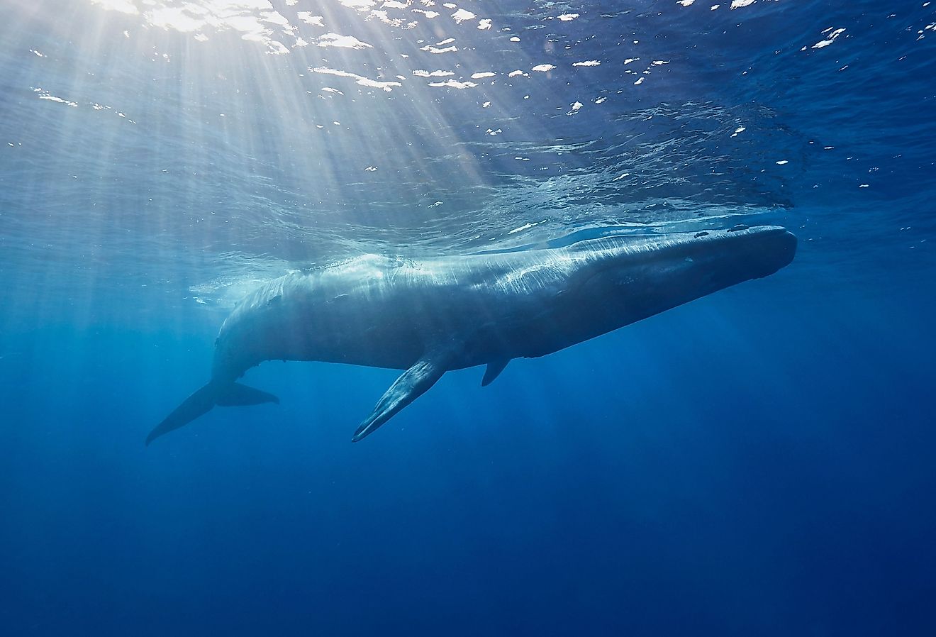 Pourquoi la baleine bleue n'est peut-être pas le plus gros animal de l'histoire