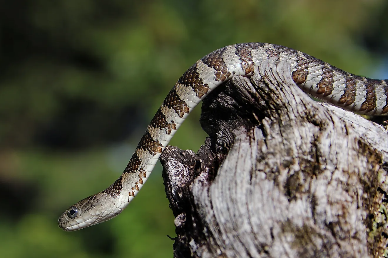 7 parcs d'État infestés de serpents dans l'Indiana
