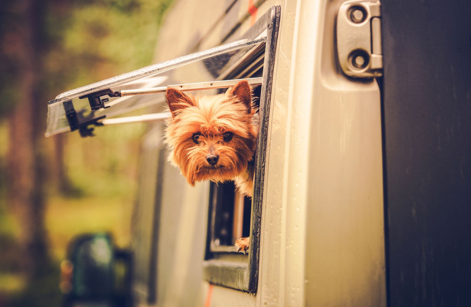10 des meilleurs parcs de VR pour les chiens en Amérique