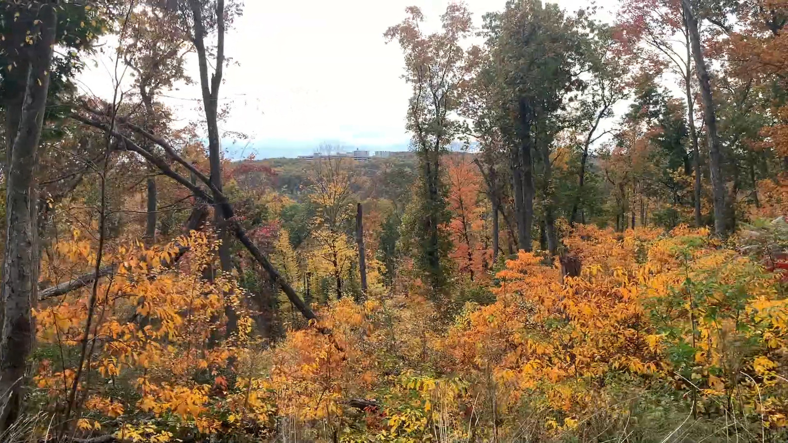 Le magnifique parc d'État du Connecticut offre des randonnées panoramiques au milieu d'un magnifique feuillage