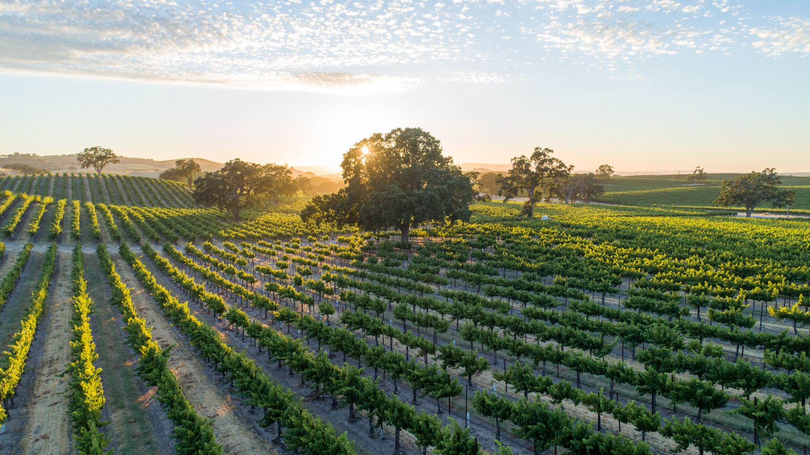 Oubliez la Napa Valley et offrez-vous le paradis viticole plus décontracté de Californie