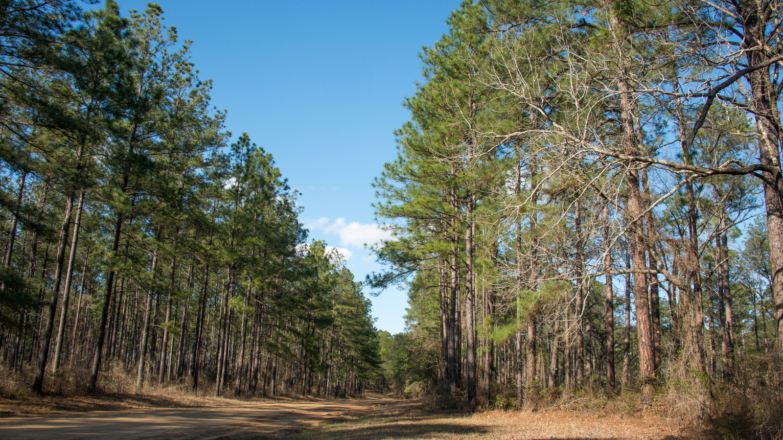 La seule forêt nationale de Louisiane est une destination unique avec un feuillage magnifique