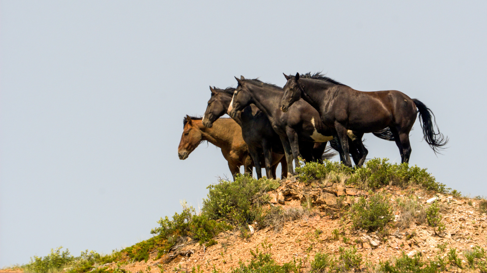 Le seul parc national du Dakota du Nord offre des paysages uniques et une faune pittoresque
